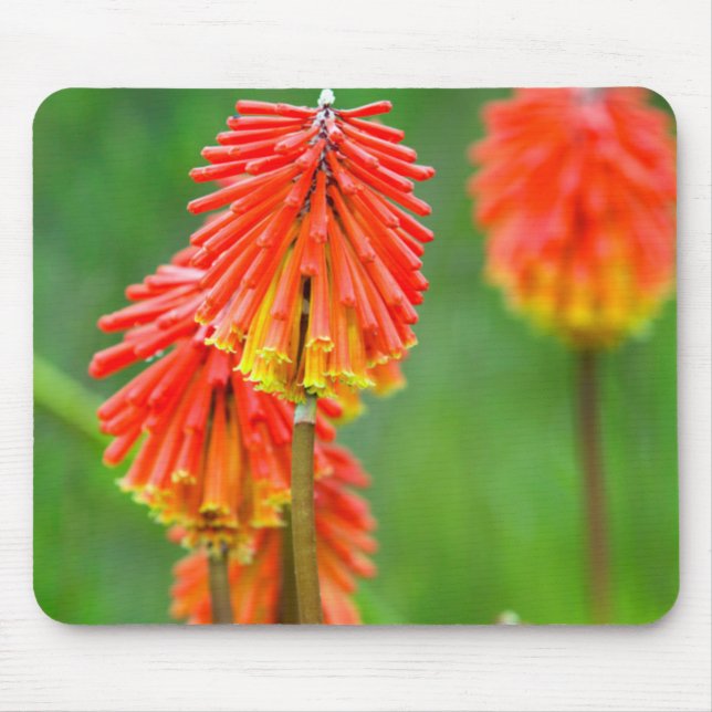 Torch Lily (Kniphofia Uvaria), Western Cape Mouse Pad (Front)