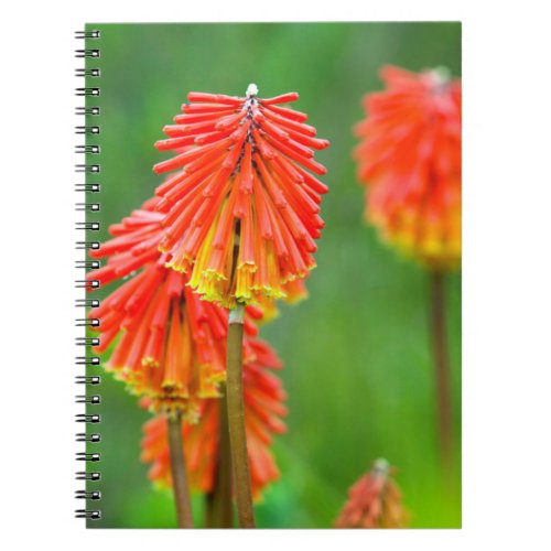 Torch Lily Kniphofia Uvaria Western Cape Notebook