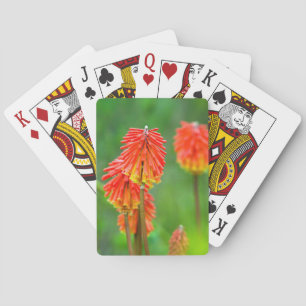 Torch Lily (Kniphofia Uvaria), Western Cape Poker Cards