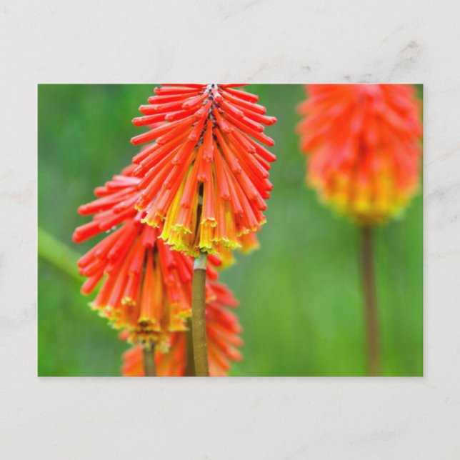 Torch Lily (Kniphofia Uvaria), Western Cape Postcard (Front)