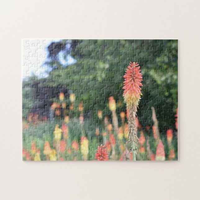 Torch Lily Red Hot Poker Flower Nature Photography Jigsaw Puzzle (Horizontal)