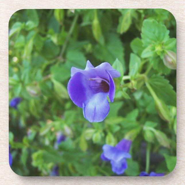 Torenia Coaster (Front)