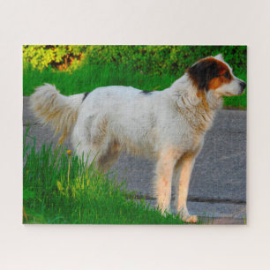 Tornjak Dog Jigsaws. Jigsaw Puzzle