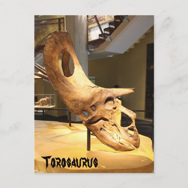 Torosaurus Postcard (Front)