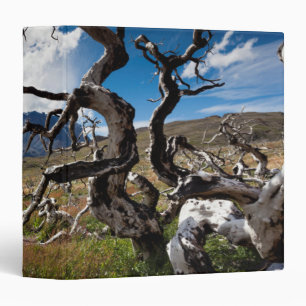 Torres del Paine National Park, fire damaged trees 3 Ring Binder