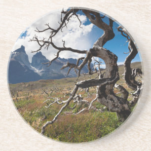Torres del Paine National Park, fire damaged trees Coaster