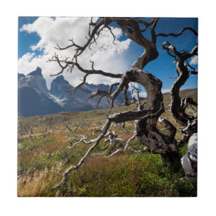 Torres del Paine National Park, fire damaged trees Tile
