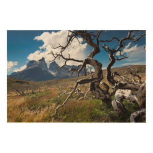 Torres del Paine National Park, fire damaged trees Wood Wall Art