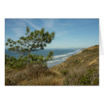 Torrey Pine and California Coastline Landscape