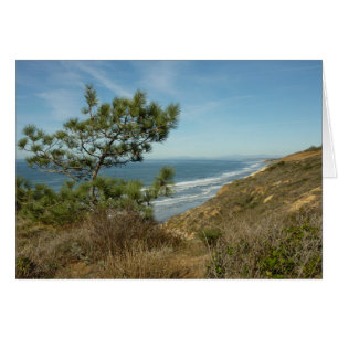 Torrey Pine and California Coastline Landscape