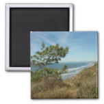Torrey Pine and California Coastline Landscape Magnet