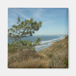 Torrey Pine and California Coastline Landscape Magnet