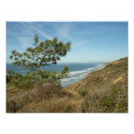 Torrey Pine and California Coastline Landscape Photo Print