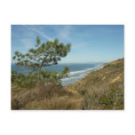 Torrey Pine and California Coastline Landscape Postcard