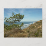 Torrey Pine and California Coastline Landscape Postcard