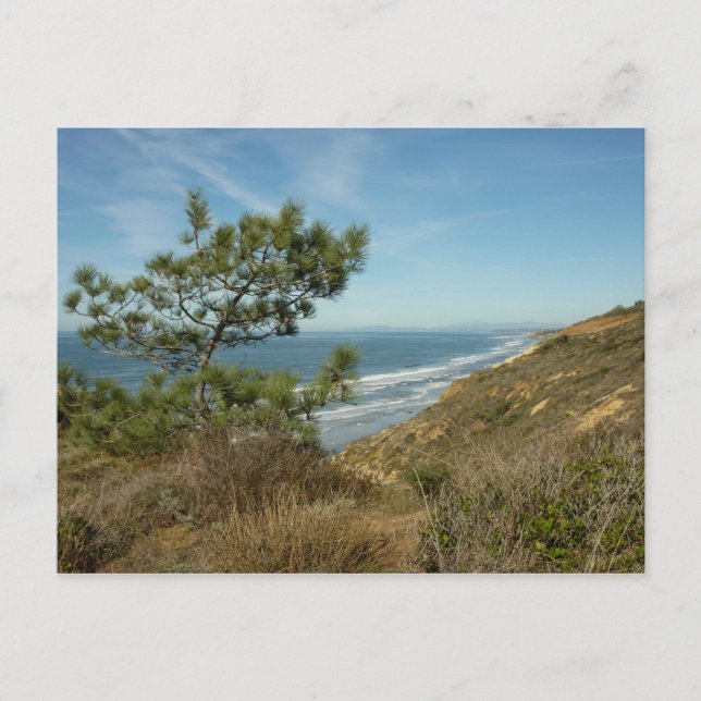 Torrey Pine and California Coastline Landscape Postcard (Front)