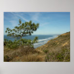 Torrey Pine and California Coastline Landscape Poster