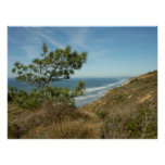 Torrey Pine and California Coastline Landscape Poster