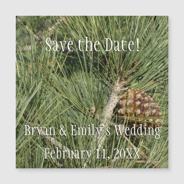 Torrey Pine Closeup California Botanical (Front)