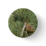 Torrey Pine Closeup California Botanical Button