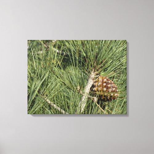 Torrey Pine Closeup California Botanical Canvas Print