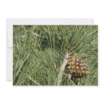 Torrey Pine Closeup California Botanical Card