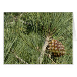 Torrey Pine Closeup California Botanical Card