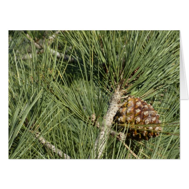 Torrey Pine Closeup California Botanical Card (Front Horizontal)