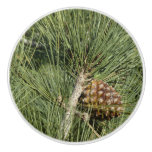 Torrey Pine Closeup California Botanical Ceramic Knob