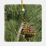 Torrey Pine Closeup California Botanical Ceramic Ornament