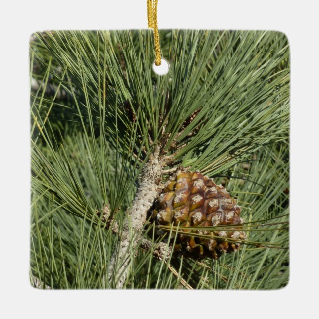 Torrey Pine Closeup California Botanical Ceramic Ornament (Front)