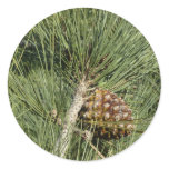 Torrey Pine Closeup California Botanical Classic Round Sticker
