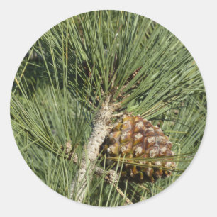 Torrey Pine Closeup California Botanical Classic Round Sticker