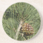 Torrey Pine Closeup California Botanical Coaster