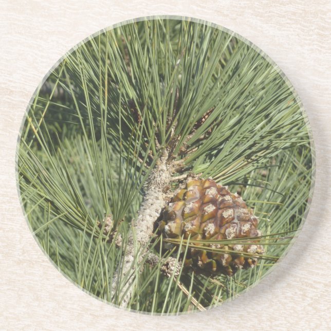 Torrey Pine Closeup California Botanical Coaster (Front)