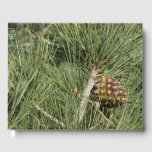 Torrey Pine Closeup California Botanical Guest Book