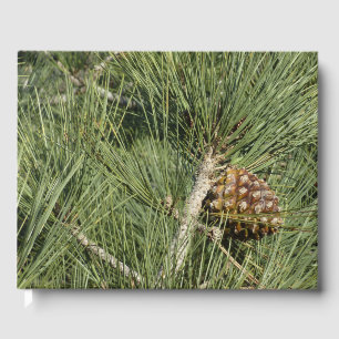 Torrey Pine Closeup California Botanical Guest Book