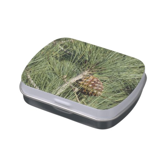 Torrey Pine Closeup California Botanical Jelly Belly Tin (Side)