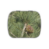 Torrey Pine Closeup California Botanical Jelly Belly Tin (Top)