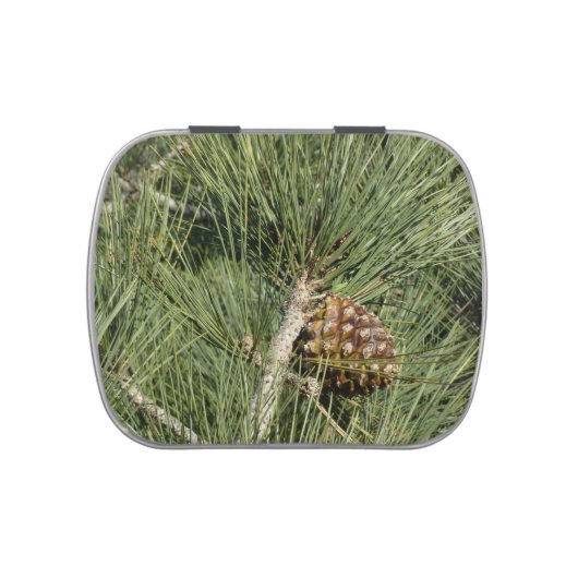 Torrey Pine Closeup California Botanical Jelly Belly Tin (Top)