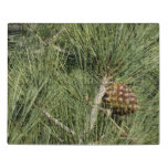 Torrey Pine Closeup California Botanical Jigsaw Puzzle