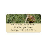Torrey Pine Closeup California Botanical Label