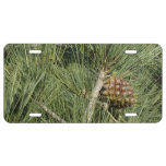 Torrey Pine Closeup California Botanical License Plate
