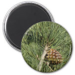 Torrey Pine Closeup California Botanical Magnet