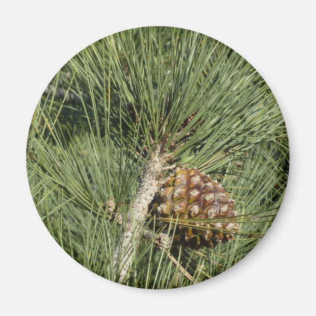 Torrey Pine Closeup California Botanical Magnet (Front)
