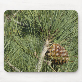 Torrey Pine Closeup California Botanical Mouse Pad