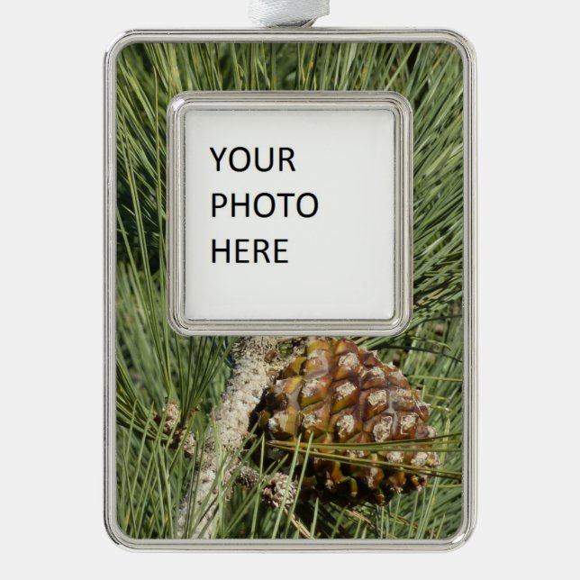 Torrey Pine Closeup California Botanical Ornament (Front)