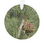 Torrey Pine Closeup California Botanical Ornament
