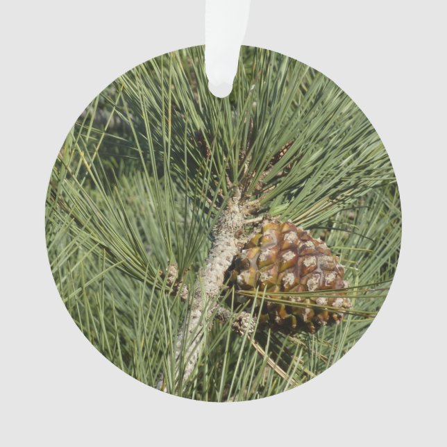 Torrey Pine Closeup California Botanical Ornament (Front)
