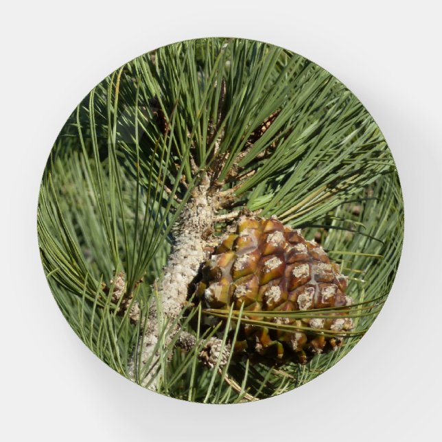 Torrey Pine Closeup California Botanical Paperweight (Front)